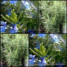 Rosemary Tuscan Blue x 1 Plants Herbs Scented Cottage Garden Groundcover Flowering Plants Shrubs Hedge Rosmarinus officinalis Edible Hardy Drought Frost